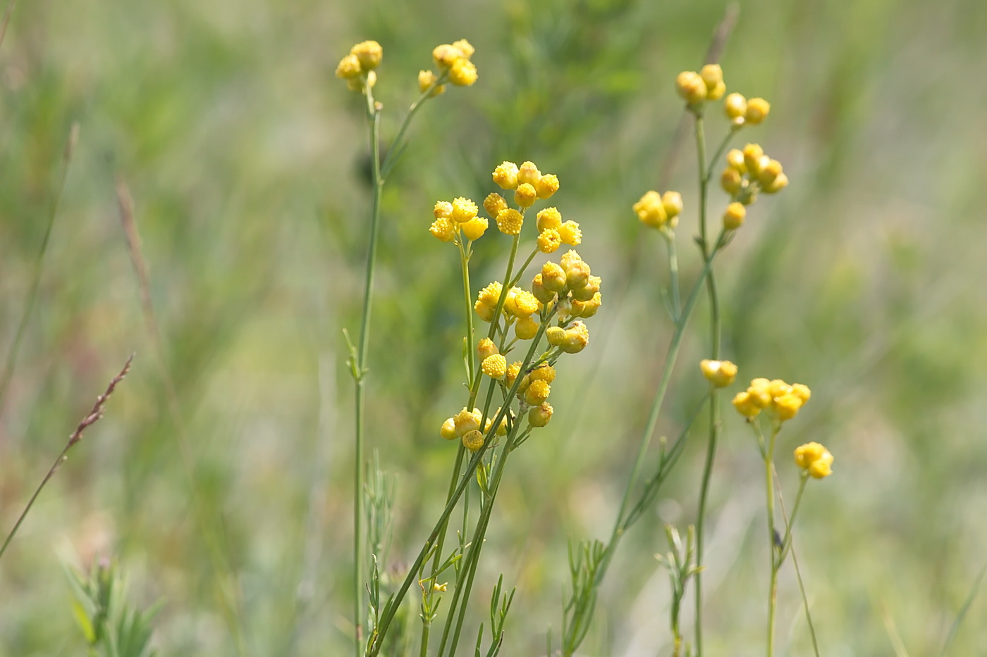 Изображение особи Filifolium sibiricum.