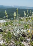 Sideritis taurica. Расцветающее растение. Крым, Бахчисарайский р-н, пещерный г. Эски-Кермен, каменистый участок на вершине плато. 28.06.2020.