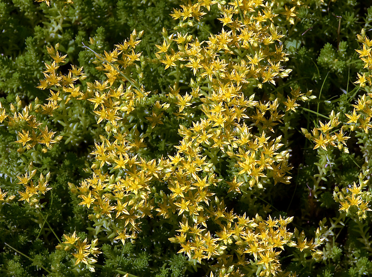 Image of Sedum sexangulare specimen.