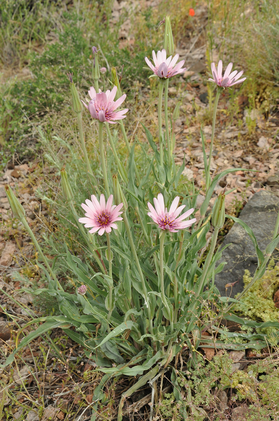 Изображение особи Tragopogon ruber.