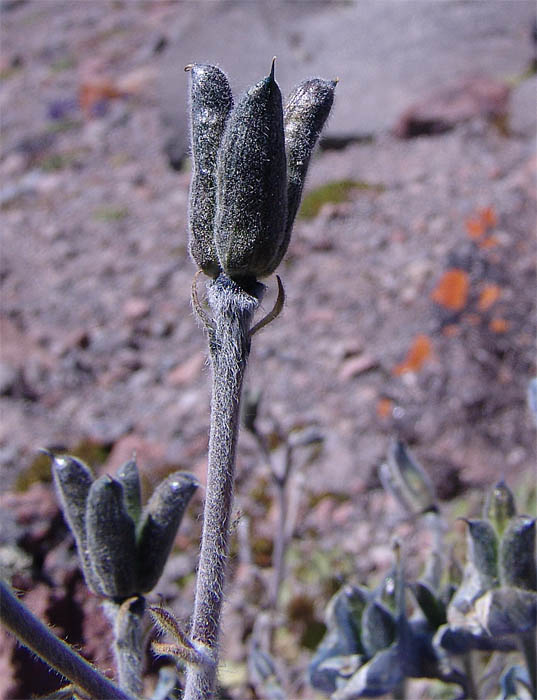 Image of Delphinium caucasicum specimen.