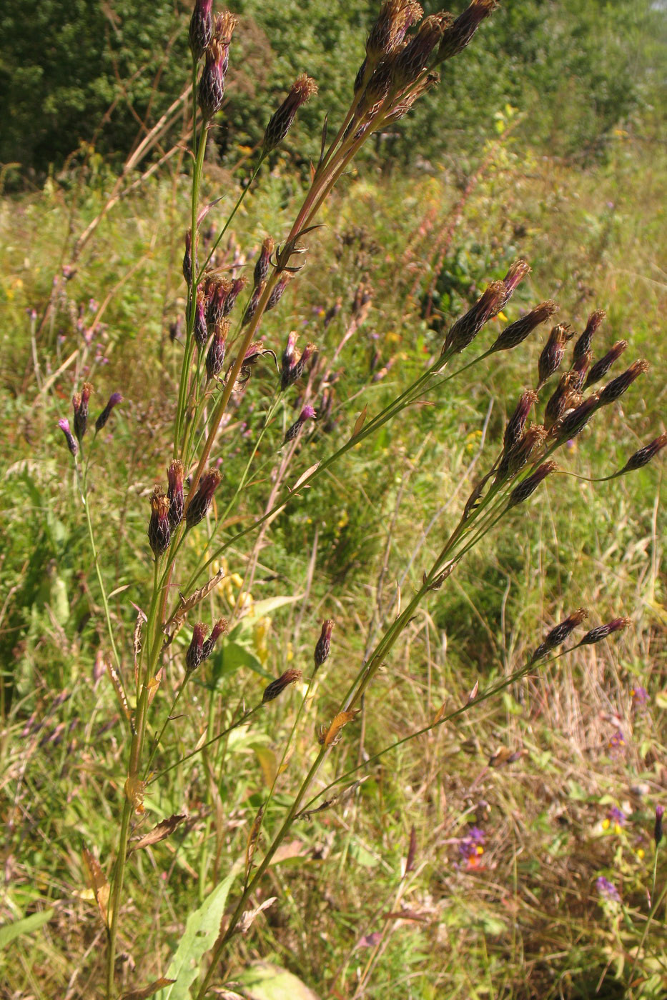 Image of Serratula tinctoria specimen.