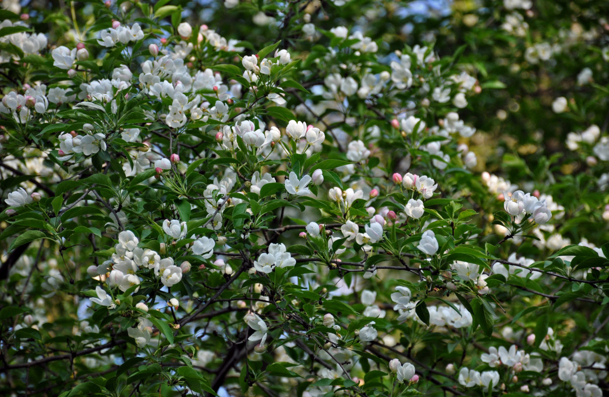 Image of Malus prunifolia specimen.