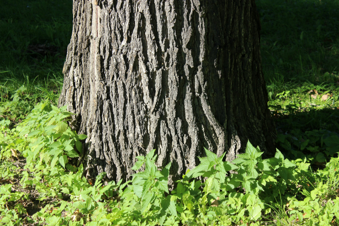 Image of Quercus alba specimen.