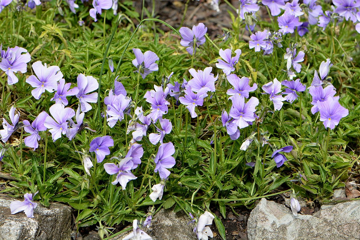 Image of Viola cornuta specimen.