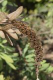 Callistemon citrinus. Соплодие. Испания, автономное сообщество Каталония, провинция Жирона, комарка Баш-Эмпорда, муниципалитет Палафружель, ботанический сад \"Кап-Роч\". 20.10.2020.