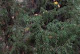 Juniperus communis. Верхушка вегетирующего растения. Костромская обл., Кологривский р-н, окр. деревни Козлово, смешанный лес. 28 августа 2020 г.