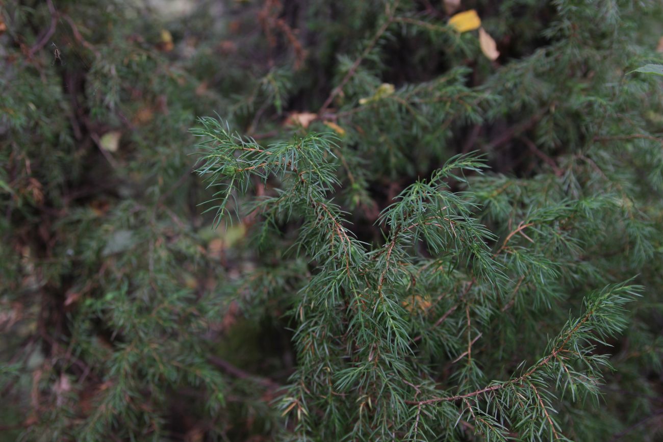 Изображение особи Juniperus communis.