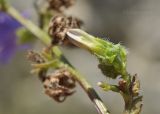 Campanula taurica