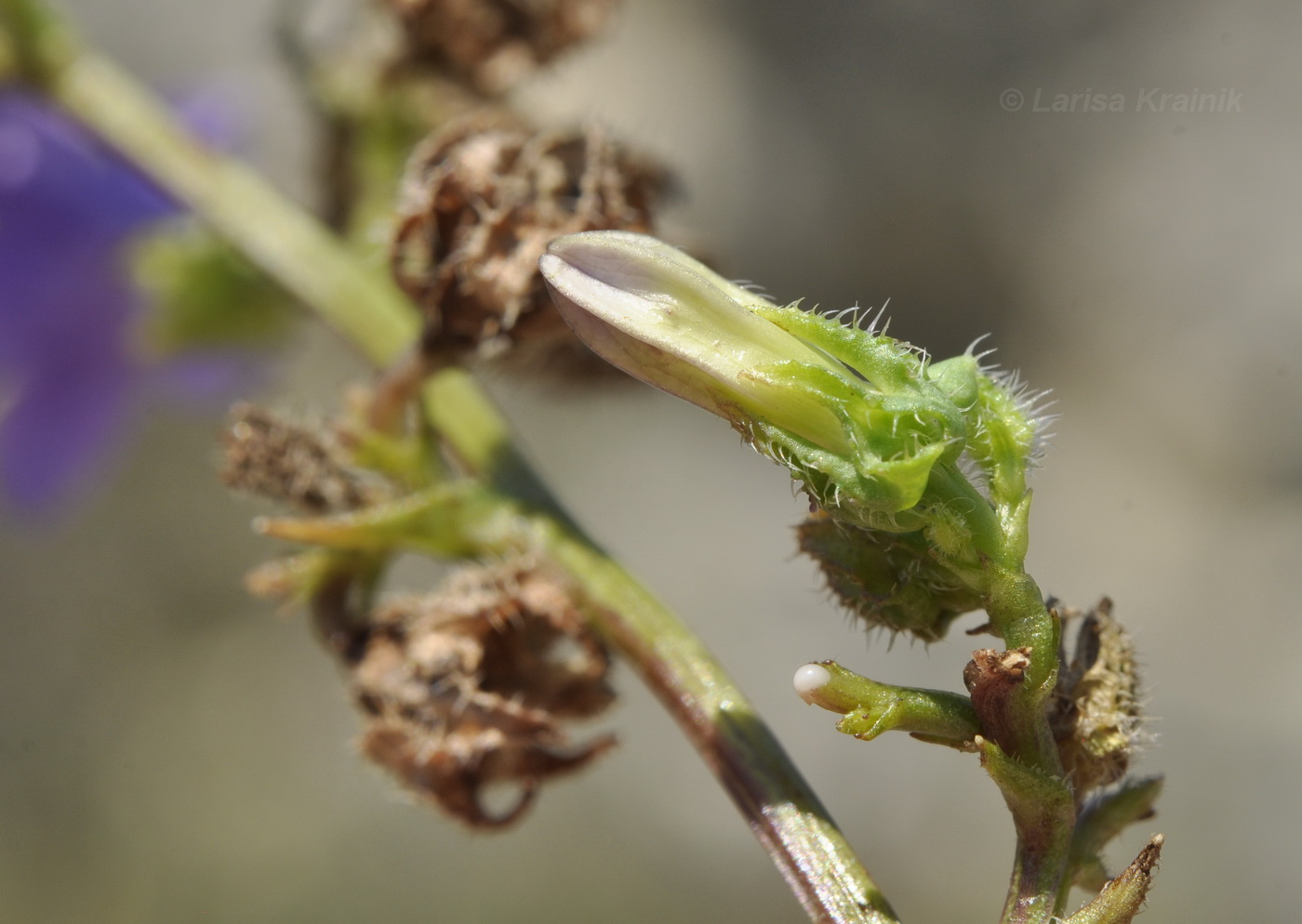 Image of Campanula taurica specimen.