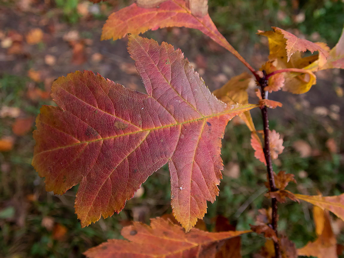 Изображение особи род Crataegus.