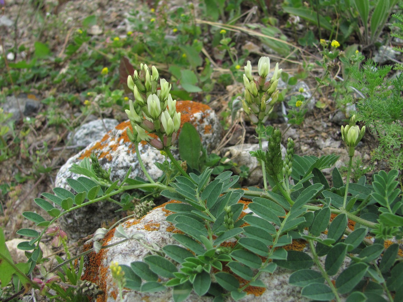 Изображение особи Astragalus cicer.