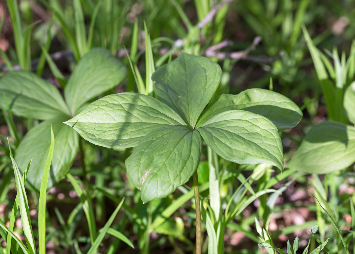 Image of Paris quadrifolia specimen.