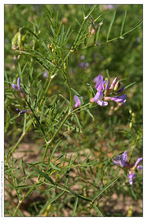 Image of Astragalus arenarius specimen.