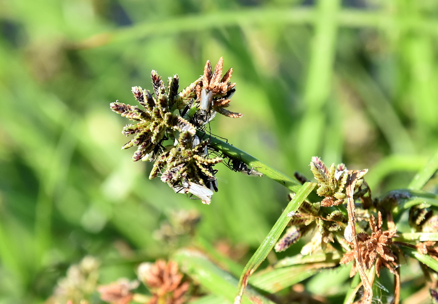 Изображение особи Cyperus fuscus.