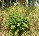 Agrimonia eupatoria