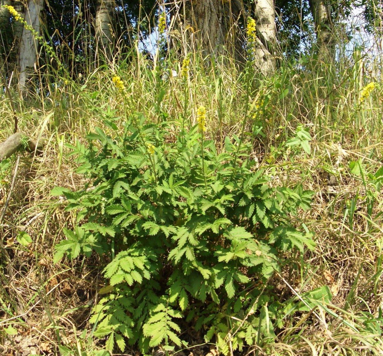 Изображение особи Agrimonia eupatoria.