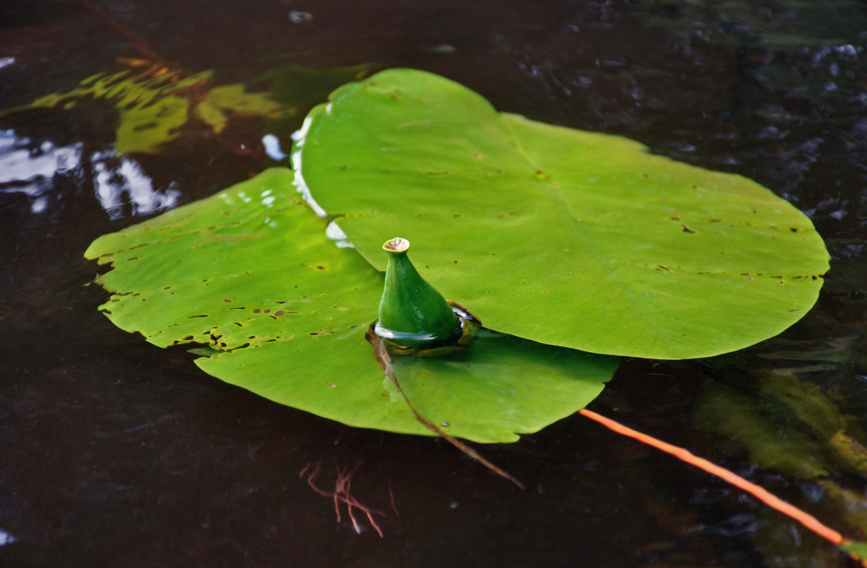 Image of Nuphar lutea specimen.