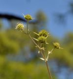 Eryngium thorifolium. Часть общего соцветия. Турция, провинция Анталья, южная окраина г. Кемер, на осыпи в сосновом лесу. 23.08.2019.