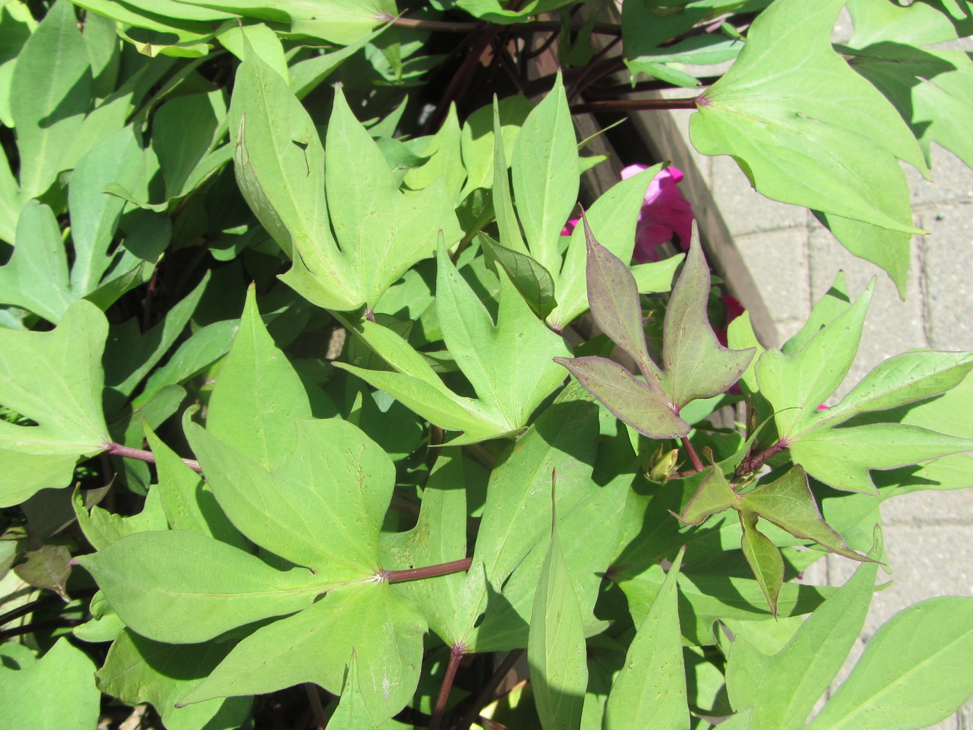 Image of Ipomoea batatas specimen.