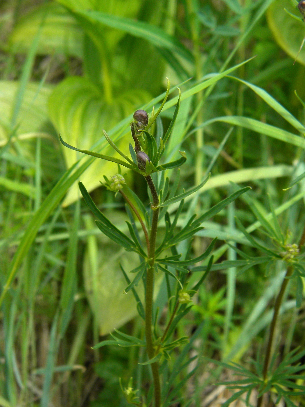 Image of Aconitum volubile specimen.