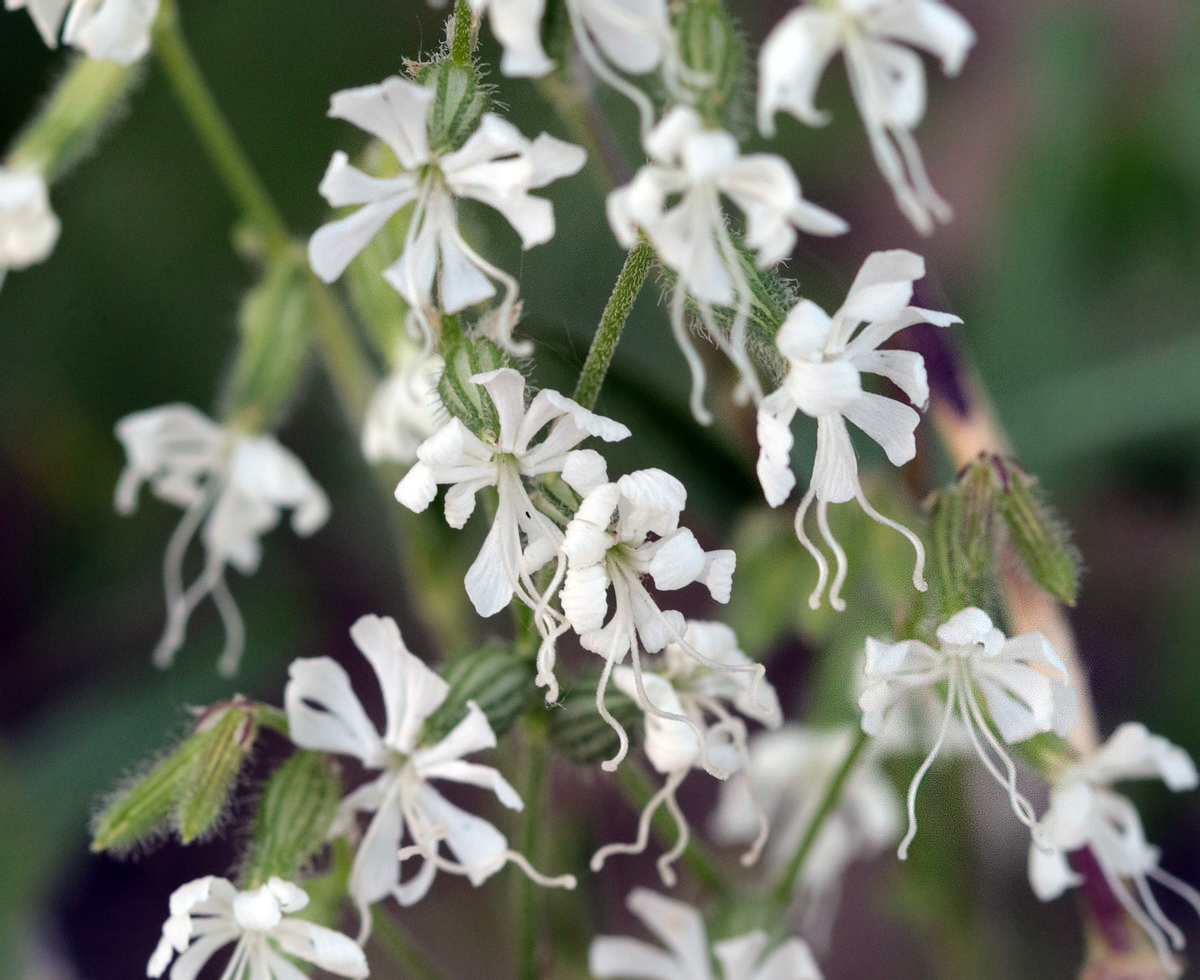 Изображение особи Silene dichotoma.