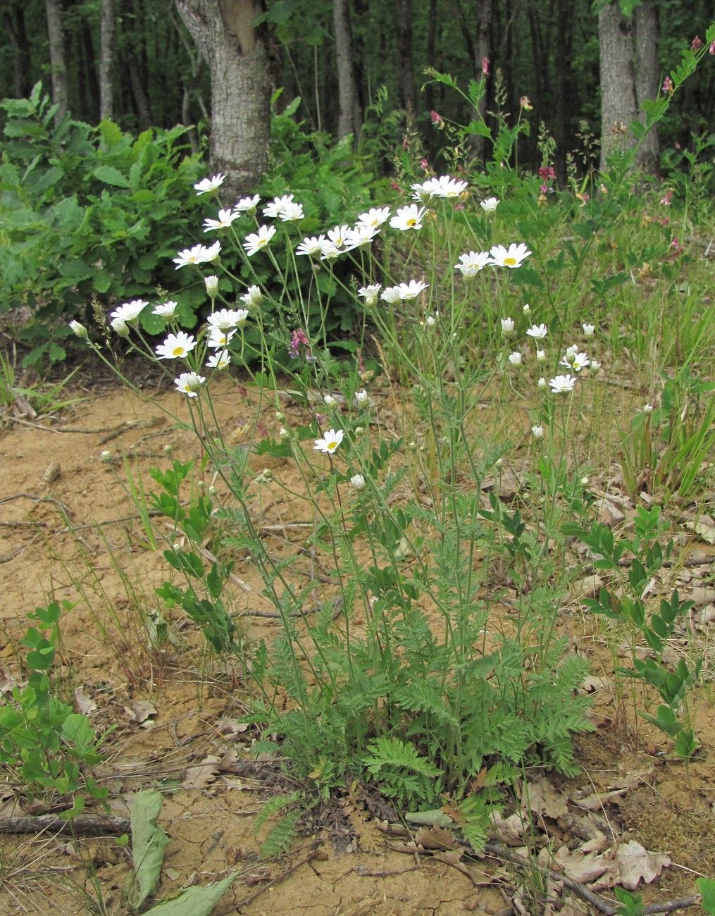 Изображение особи Pyrethrum poteriifolium.