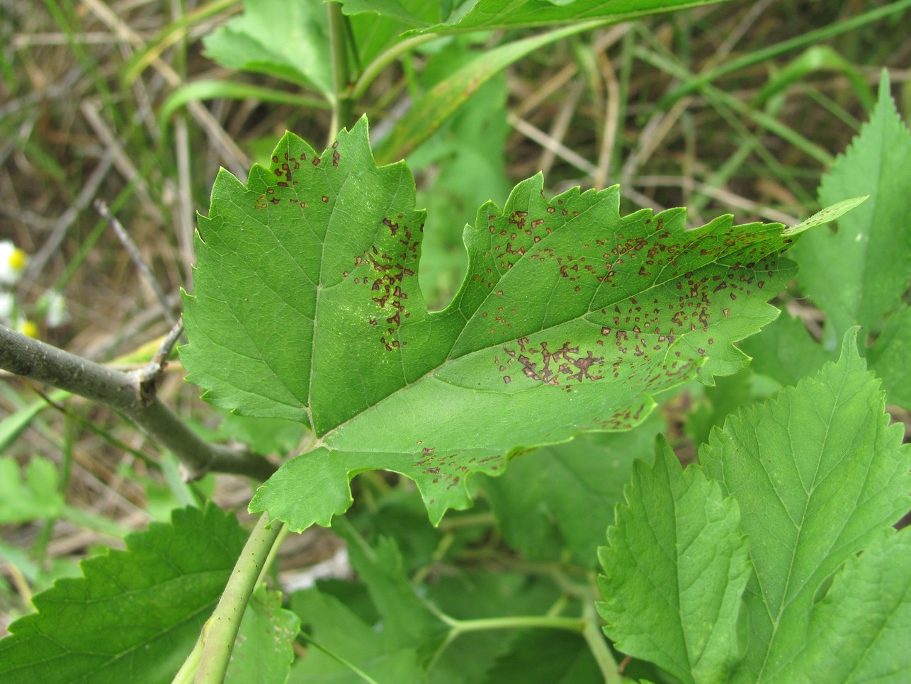 Image of Morus alba specimen.