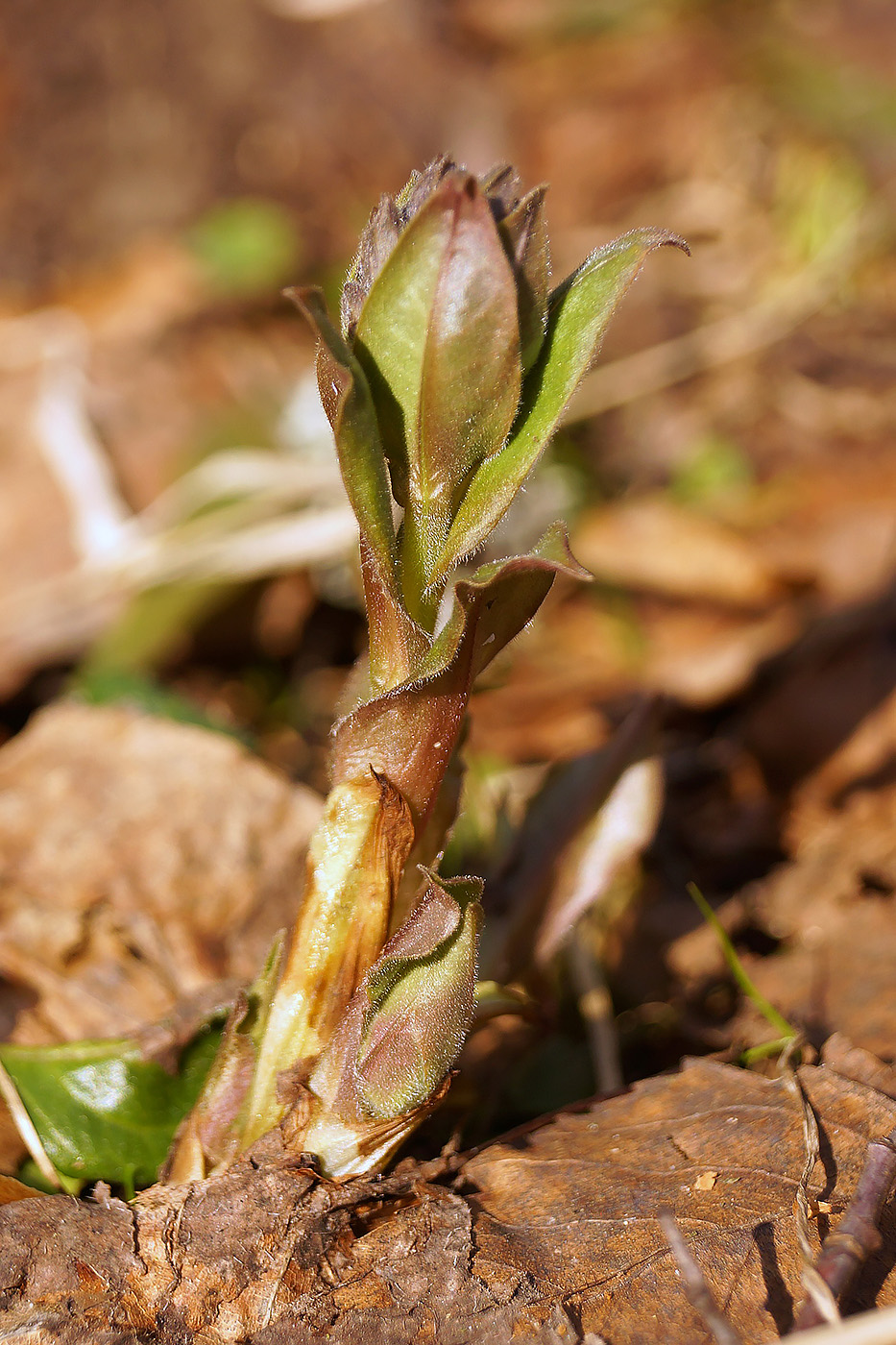 Image of Pulmonaria obscura specimen.