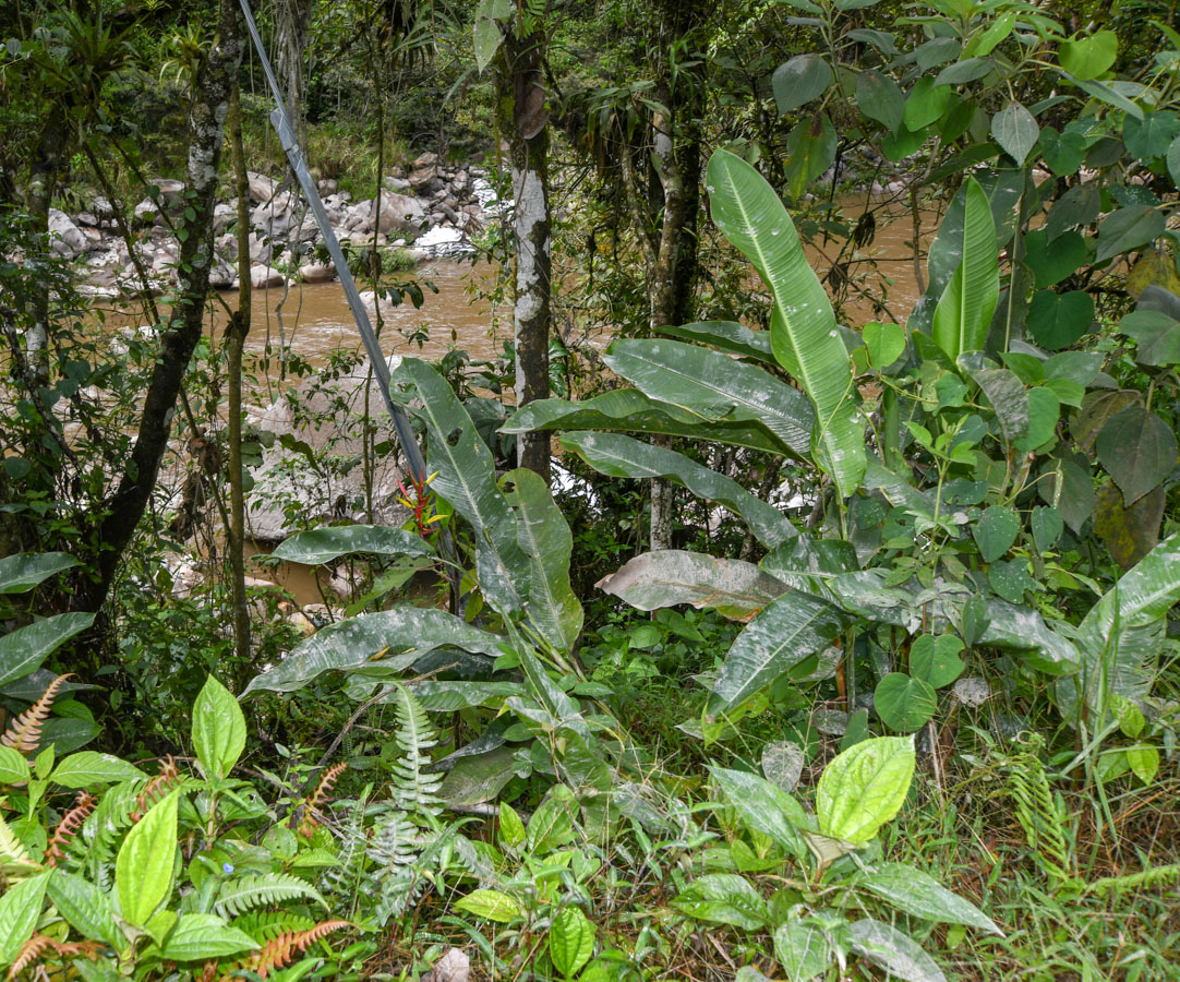 Изображение особи Heliconia subulata.