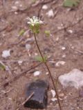 Cerastium semidecandrum. Верхушка побега с соцветием. Украина, г. Запорожье, возле Детской железной дороги, на песке. 02.05.2021.