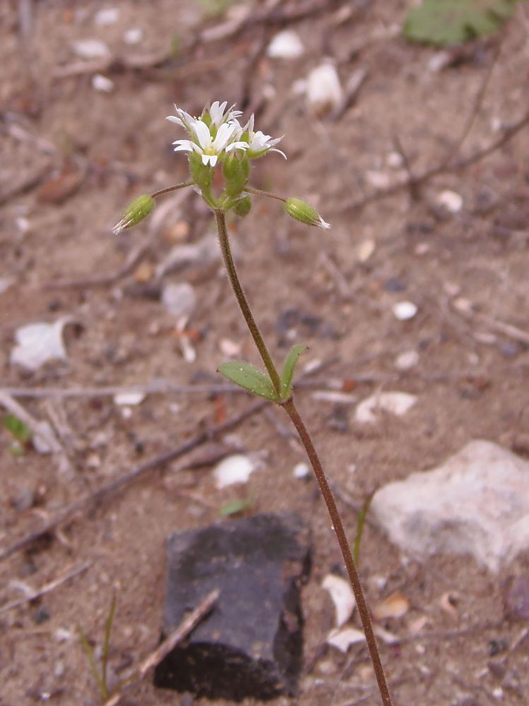 Изображение особи Cerastium semidecandrum.