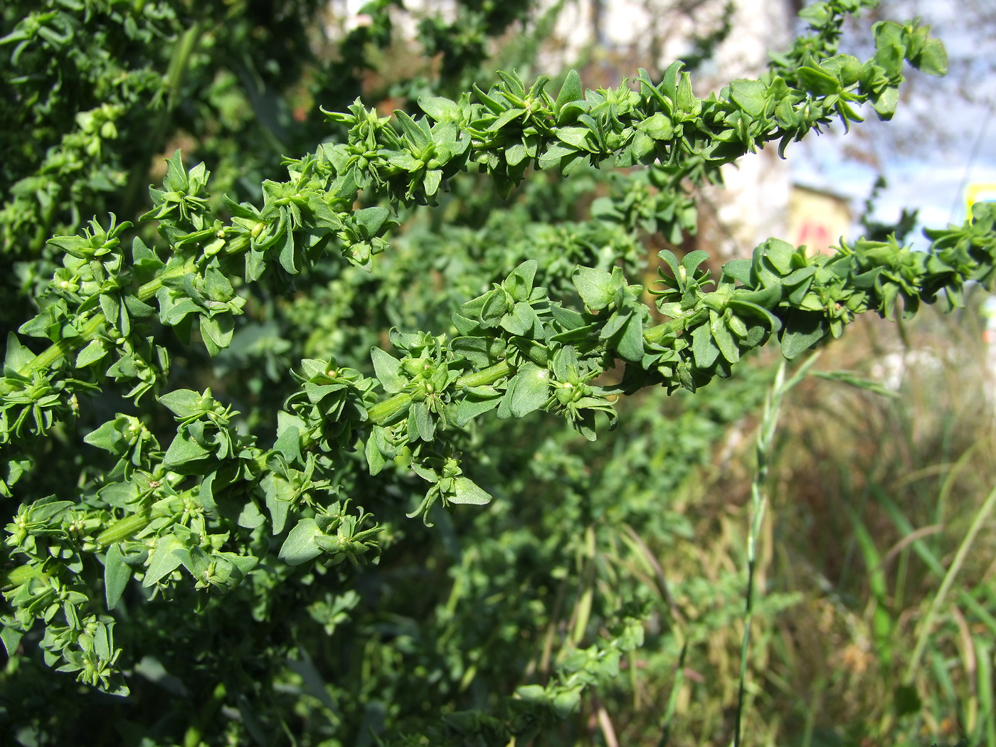 Image of genus Atriplex specimen.