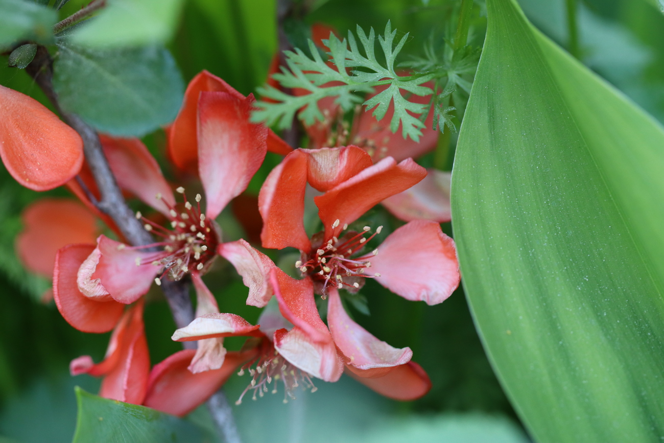 Изображение особи Chaenomeles japonica.