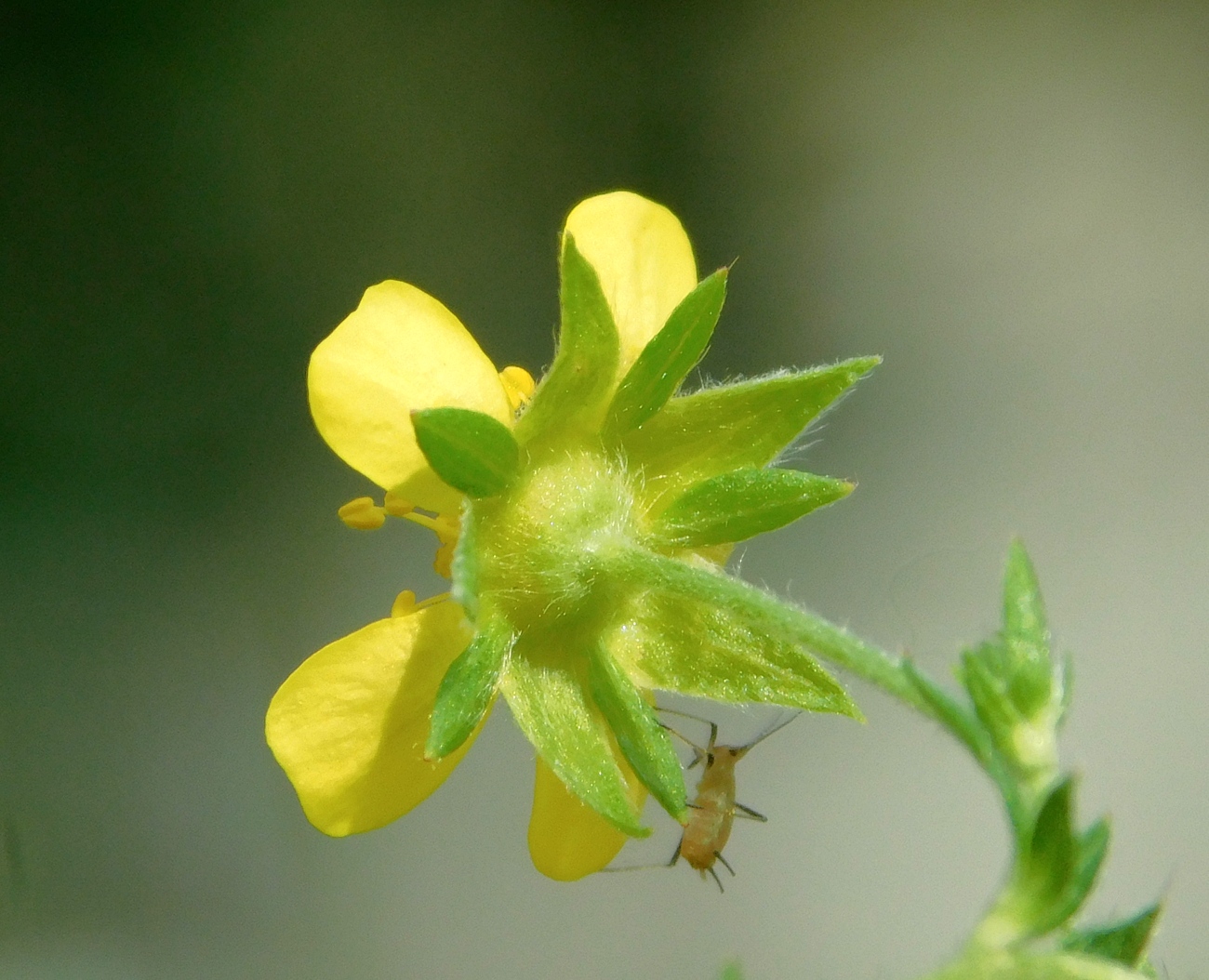 Image of Potentilla intermedia specimen.