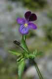 Viola disjuncta