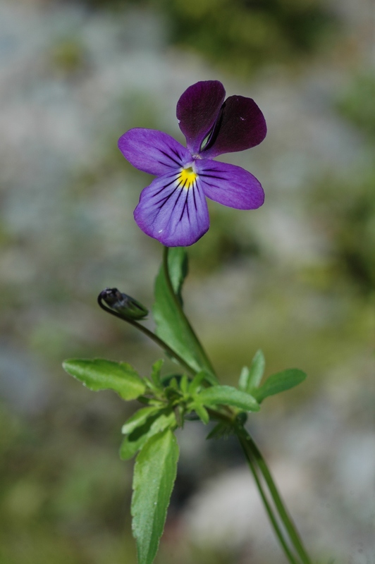 Image of Viola disjuncta specimen.