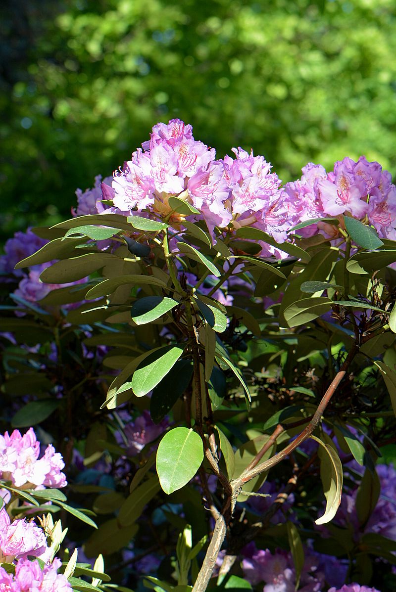 Image of Rhododendron catawbiense specimen.