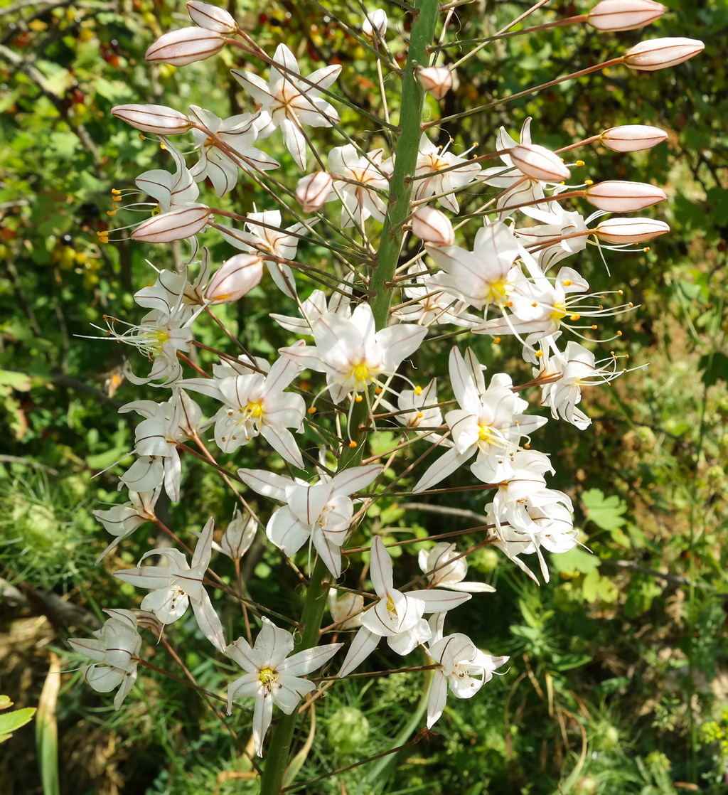 Image of genus Eremurus specimen.