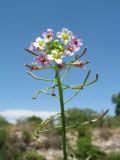 Nasturtium officinale. Верхушка побега с соцветием и завязавшимися плодами; розовеющая форма. Южный Казахстан, Жамбылская обл., пойма р. Асса, мелководная протока. 25 июня 2021 г.