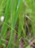 Carex sedakowii