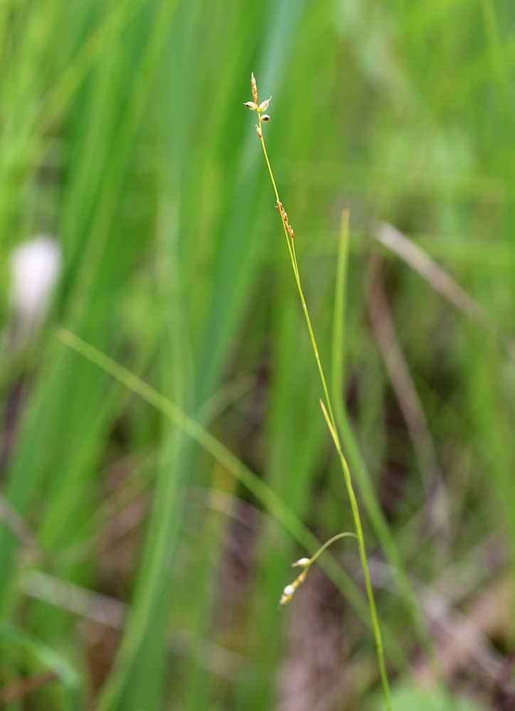 Image of Carex sedakowii specimen.