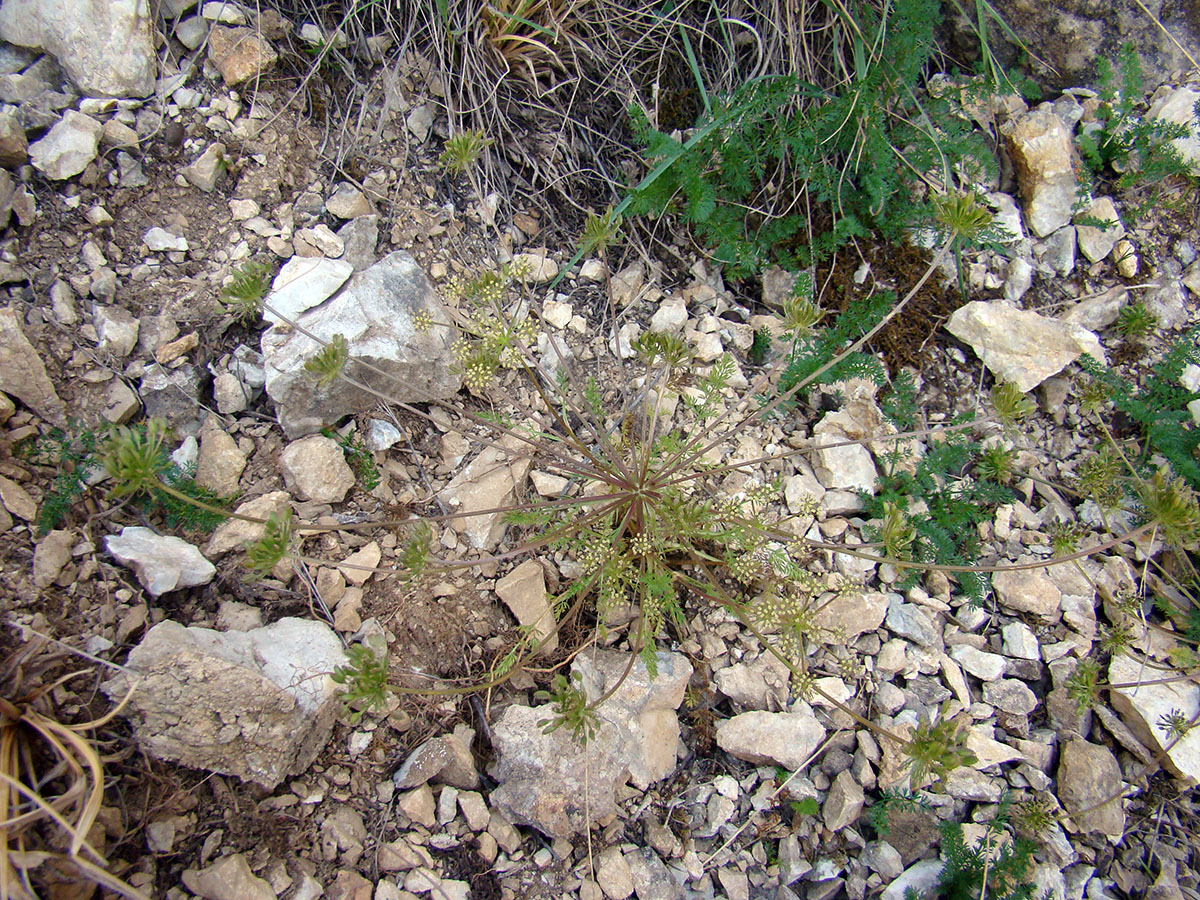 Image of Schulzia tianschanica specimen.