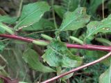 Oenothera rubricaulis