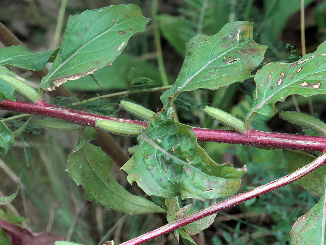 Image of Oenothera rubricaulis specimen.