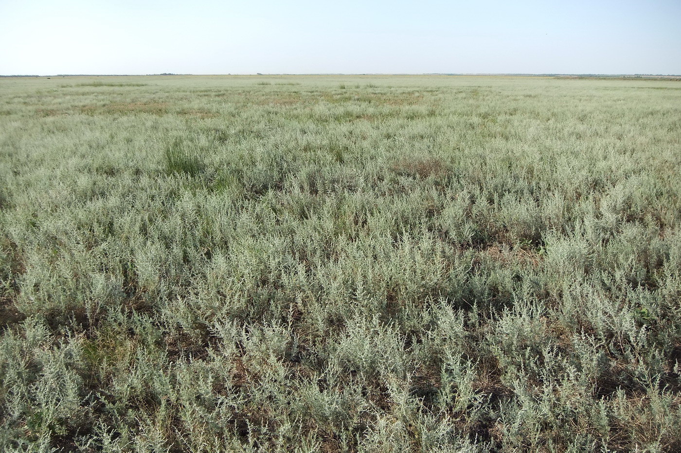 Image of Artemisia santonicum specimen.