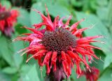 Monarda didyma