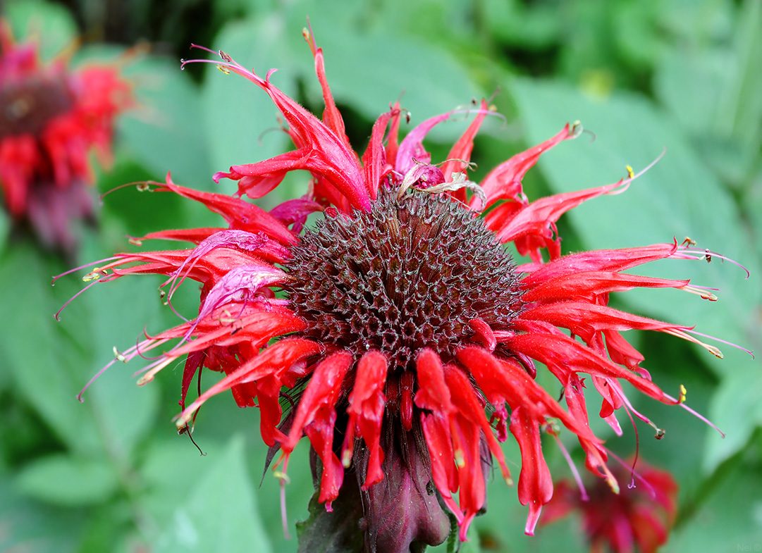 Изображение особи Monarda didyma.