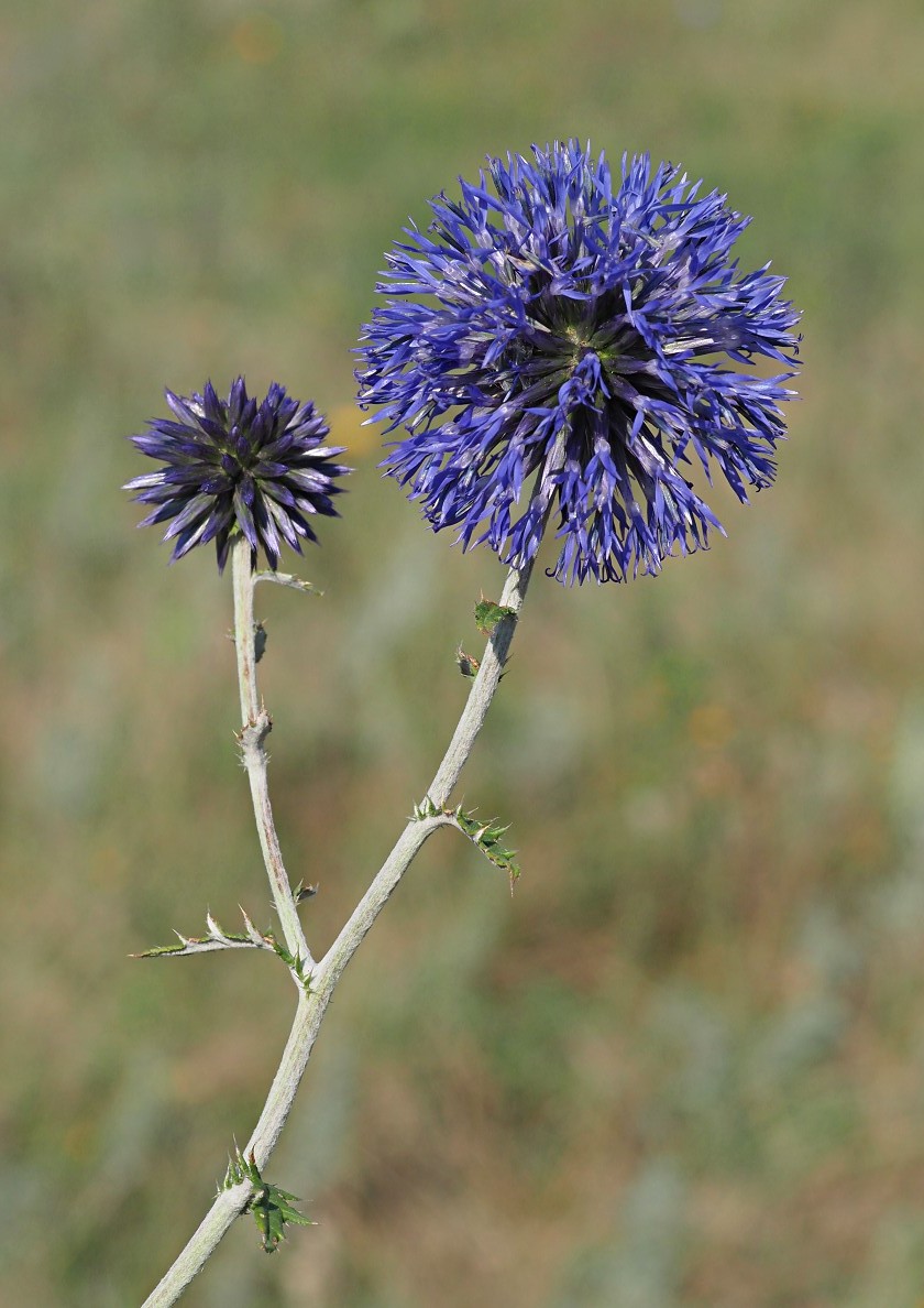 Image of Echinops saksonovii specimen.