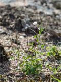 genus Epilobium